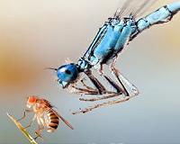 Scientists prolong life, slow aging in fruit flies