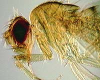 DDT-Resistant Insects Given Genetic Boost That Helps Resistance Spread