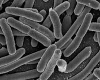 Navy Enlists Microbes To Cut Costs