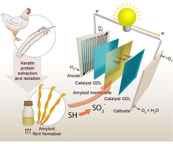 Generating clean electricity with chicken feathers
