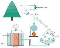 Toward organic fuel cells with forest fuels