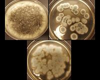 A pathogenic fungus grows in space