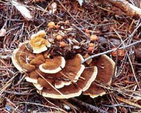 Discovery About Evolution Of Fungi Has Implications For Humans