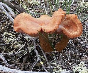 Plants' fungi allies may not help store climate change's extra carbon