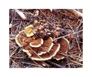 From compost to sustainable fuels as heat loving fungi sequenced