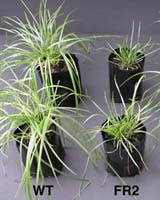 Single Gene Mutation Switches Fungus-Grass Symbiosis From Mutualistic To Antagonistic
