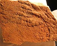 Research Shows Earth's Earliest Animal Ecosystem Was Complex And Included Sexual Reproduction