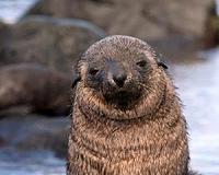 Veterinary surgeons perform one-of-a-kind brain surgery on Northern fur seal