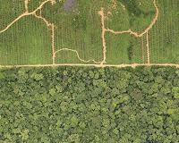 Gabon seizes haul of 'sacred' wood: NGO
