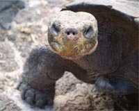 Ecuador releases 201 tortoises on Galapagos island