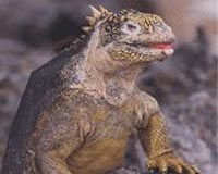 Land Iguanas Under Continuing Threat On Galapagos Archipelago