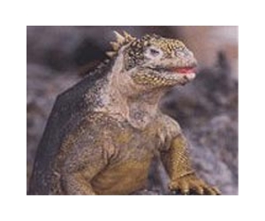 Galapagos pink iguana captured on film