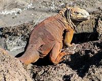 Dutch PM flies four threatened iguanas to new home