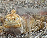 Nice Guys Do Finish First In Lizards Evolutionary Race