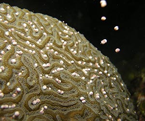 Cold snap killing Florida's coral reefs
