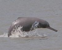 Killing of rare river dolphins sparks poaching fears in Bangladesh lockdown