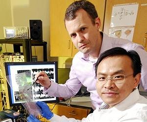 Study Reveals Neural Basis Of Rapid Brain Adaptation