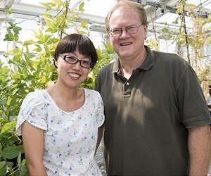 First step to reduce plant need for nitrogen fertilizer uncovered
