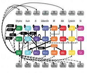 Scientists identify thousands of plant genes activated by ethylene gas
