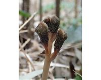 Plant discovered that neither photosynthesizes nor blooms