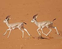 New Definition Of Species Could Aid Species Identificationon