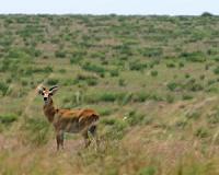 Soco, WWF strike deal to halt oil drive in Africa's oldest park