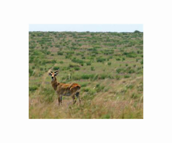 Endangered gazelles find Libyan 'safe haven'