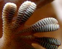 Synthetic two-sided gecko's foot could enable underwater robotics
