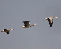 International team maps 'big bang' of bird evolution