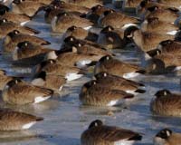 Spring Migration Of Pink Footed Geese Under Threat