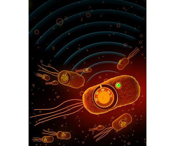 Placenta works as 'dumping ground' for genetic defects