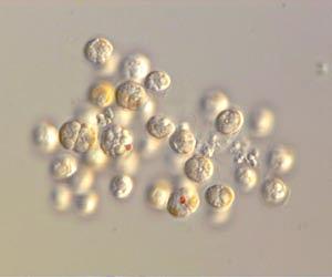 US to test handheld scanner for fake malaria drugs