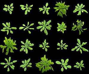 Can Observations of a Hardy Weed Help Feed the World?