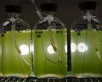 Genome sequence of fuel-producing alga announced