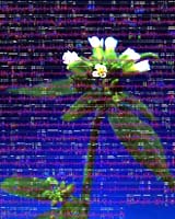 Mapping Of Arabidopsis Could Lead To New Generation Of Hybrid Plants