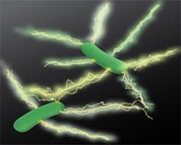 Electric charge along microbial nanowires imaged