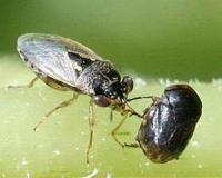 Beneficial insects, nematodes not harmed by genetically modified, insect-resistant crops