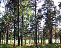 Natural Fuels Industries Eyes Biomass Rich Georgia
