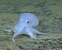 Footage shows 'dumbo' octopod hatchling looks like a miniature adult