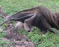 Giant anteaters kill two hunters in Brazil