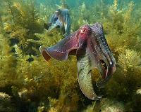 Squids on the rise as oceans change