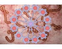 A giant fullerene system inhibits the infection by an artificial Ebola virus