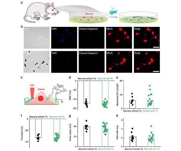 Giant infrared photovoltaic effect in tellurene shows potential for broad-spectrum neuromodulation