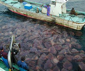 Jellyfish on the rise