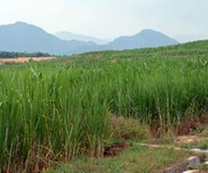 Giant King Grass Targeted as Fuel for Planned 90MW Biomass Power Plant in Thailand