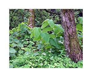 Japanese bug released in Britain to tackle weed problem