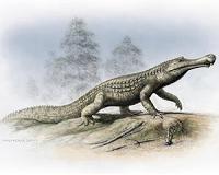 Climate cooling and sea-level changes caused crocodilian retreat