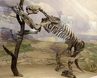 Climate not to blame for the disappearance of large mammals
