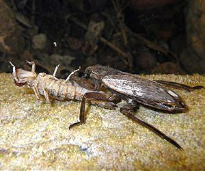Severe drought, other changes can cause permanent ecosystem disruption