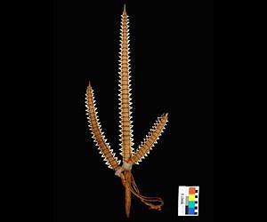 Shark tooth weapons reveal missing shark species in Central Pacific islands